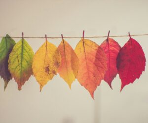 Une croissance ExponenCiel “phénomène saisonnier”